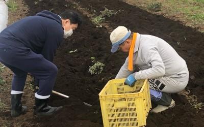 栽培方法や生産者の顔がわかる100%国産の紫根※1を使用①.jpg